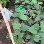 bibit kiwi 1