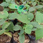 bibit kiwi