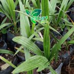 bibit kurma 1