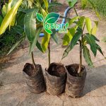 bibit mangga yuwen