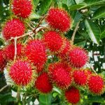 bibit-rambutan-binjai