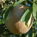 bibit-sawo-jumbo
