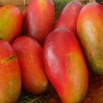 bibit_mangga_red_emperor