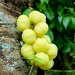 buah Cerme