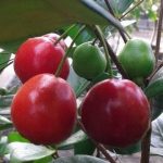 buah beach cherry