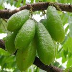 buah belimbing wuluh