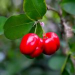 buah cherry barbados