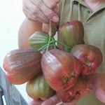 buah jambu air bajang leang 1