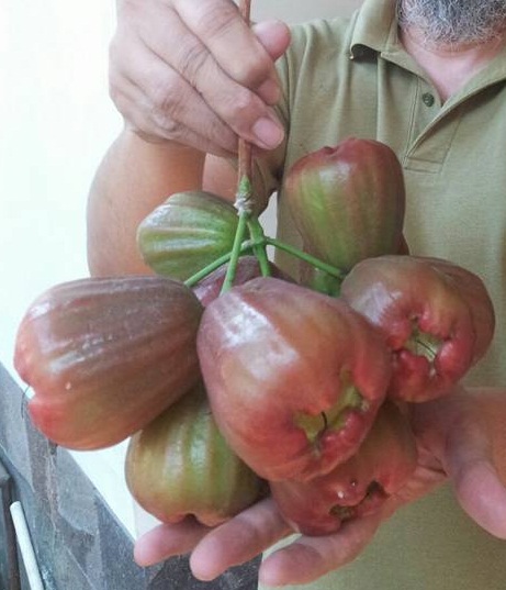 buah jambu air bajang leang 1
