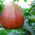 buah jambu air bajang leang