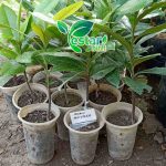 buah mentega 1
