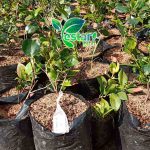 bunga camelia 1