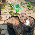 bunga camelia