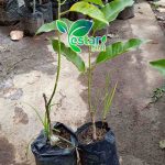 bunga kantil