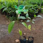 bunga tabebuya pink