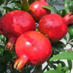 delima-merah
