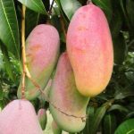 harga-bibit-mangga-red-ivory