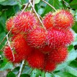 harga-bibit-rambutan-binjai