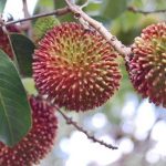 harga-bibit-rambutan-rapiah