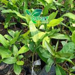 jambu air bajang leang 1