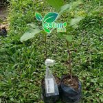 jambu air bajang leang