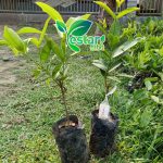 jambu air cincalo