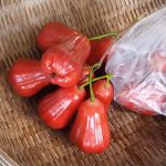 jambu air cincalo