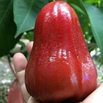 jambu air citra