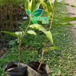 jambu air citra