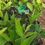 jambu air dalhari 1