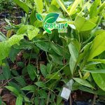 jambu air degus merah