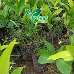 jambu air king rose 1