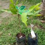 jambu air king rose