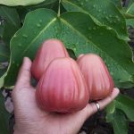 jambu air king rose