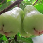 jambu air madura