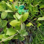 jambu air red taiwan 1