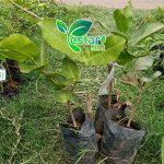 jambu air red taiwan