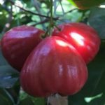 jambu air red taiwan