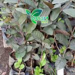 jambu australia 1