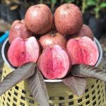 jambu australia 1