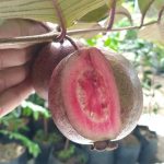 jambu australia