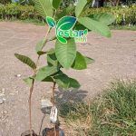 jambu getas merah