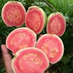 jambu getas merah