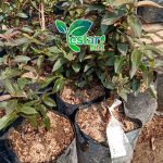 jambu kerikil 1