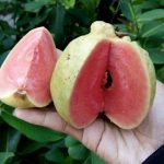 jambu kristal merah