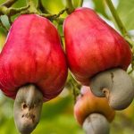 jambu mete