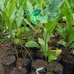 jambu mete atau jambu monyet