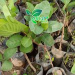 jambu sukun merah 1