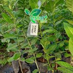 jeruk lemon amerika atau california (2)