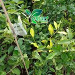 jeruk lemon long